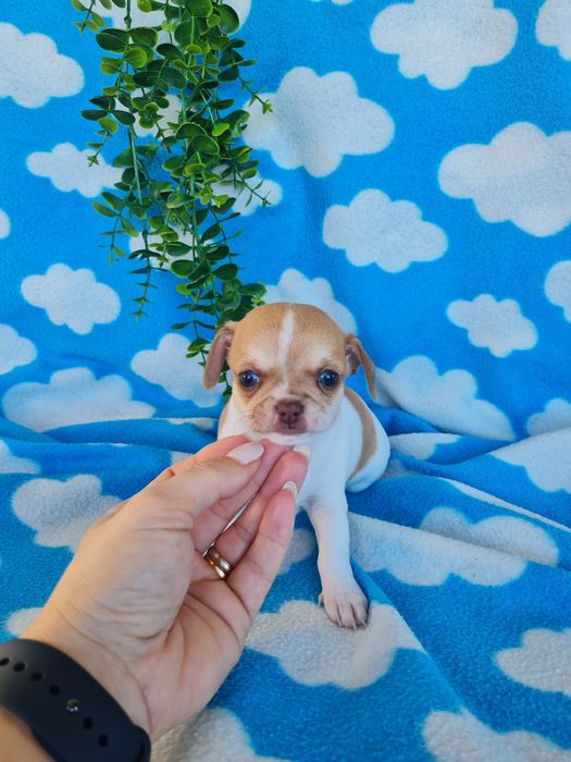 Estupendo menino mini Chihuahua Linhagem Russa de Qualidade