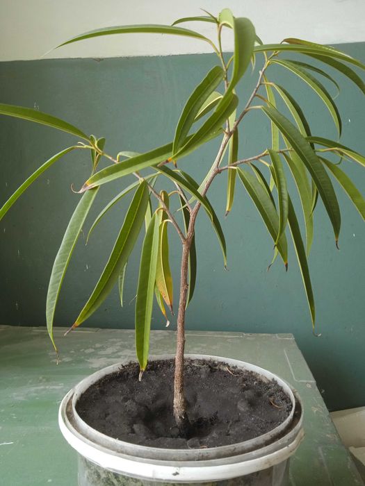 Продам фикус "Али"