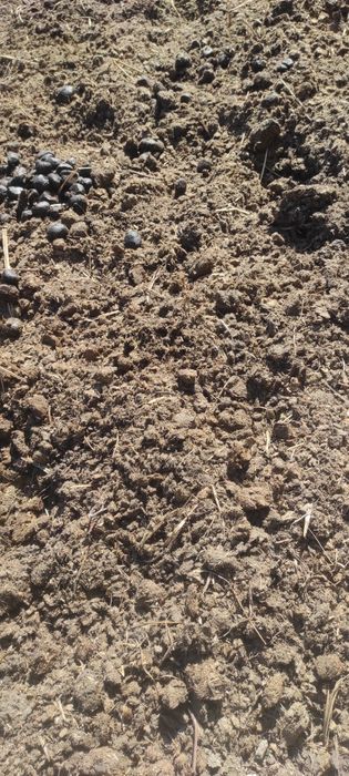 Obornik ekologiczny od koni, czysty