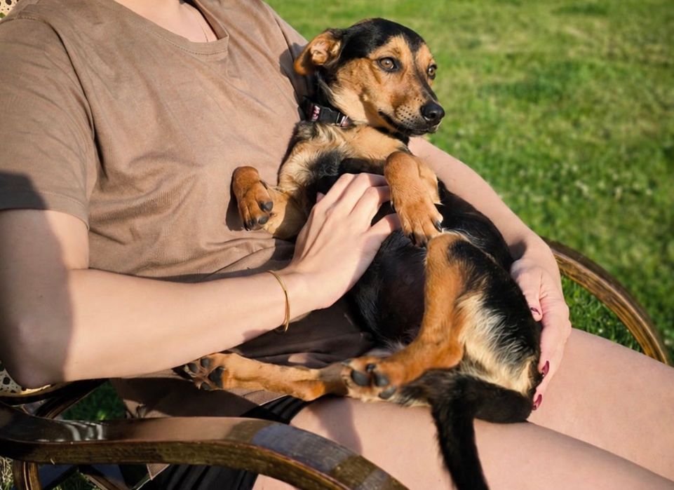 Maja- 8 kilogramowa sunia szuka domu!