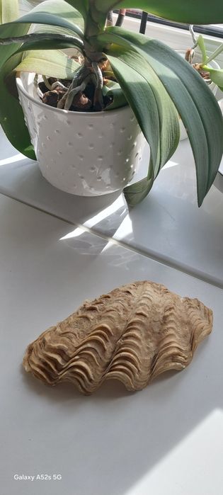 Prawdziwa muszla morska