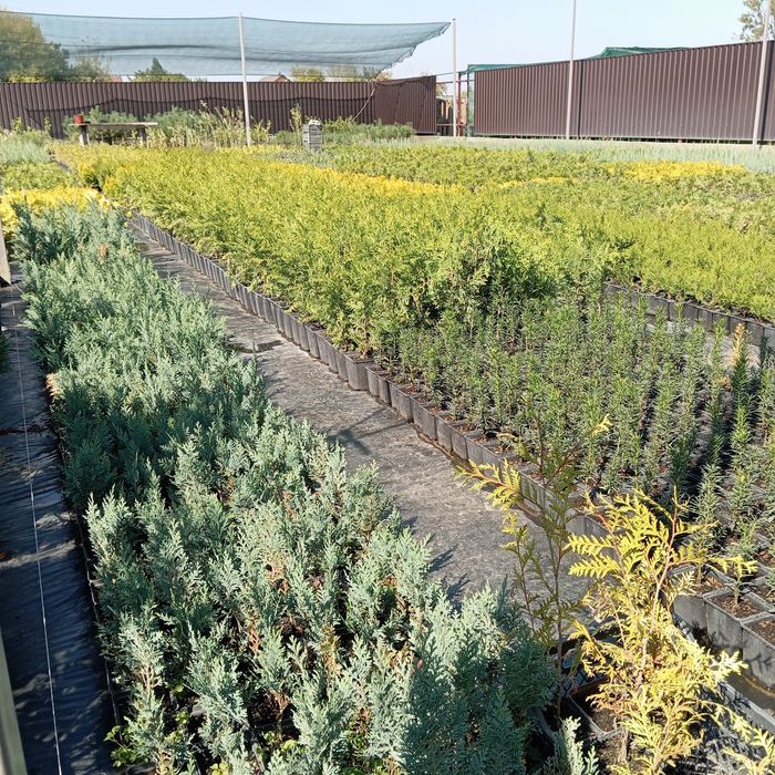 Туя Смарагд, Брабант, Колумна, Даника, Смарагд Голд, Міріам та ін.