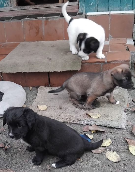 Цуценята в добрі руки