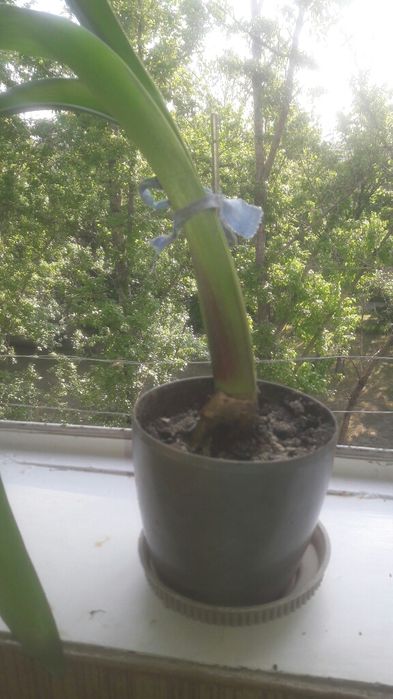 Цветок комнатный Геппиаструм.