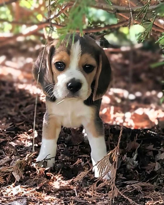 Cudowny szczeniak Beagle ZKwP (FCI) po championie