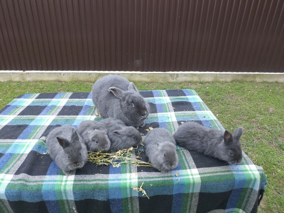 Кролик віденський голубий