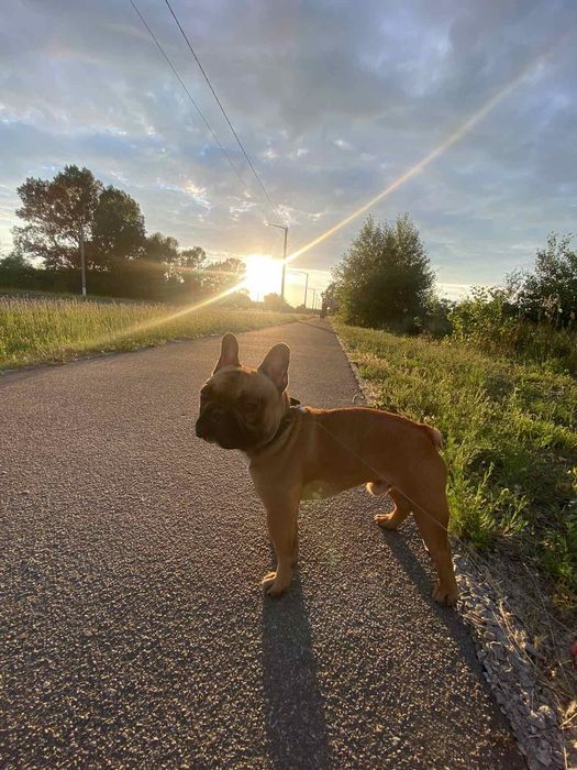 Французький Бульдог хлопчик з родоводом