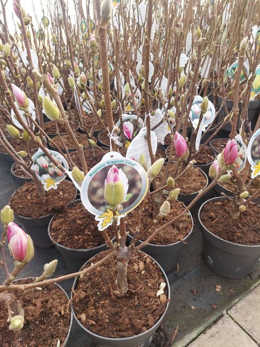 Magnolia,magnolie