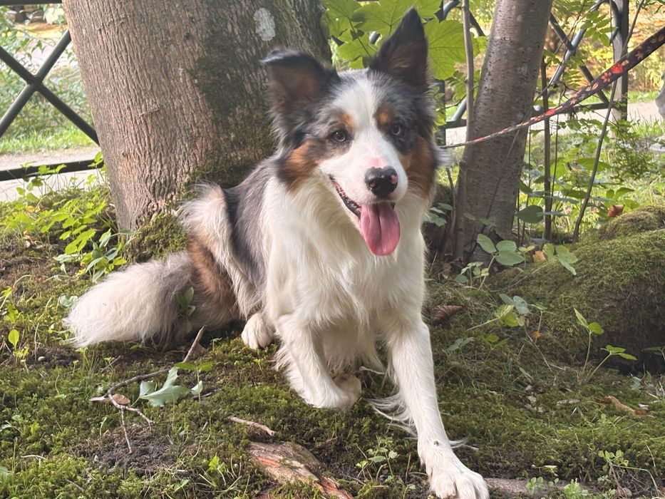 Oddam border collie za darmo