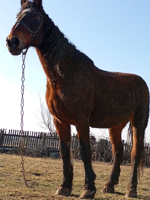 Змінить місце проживання кобила