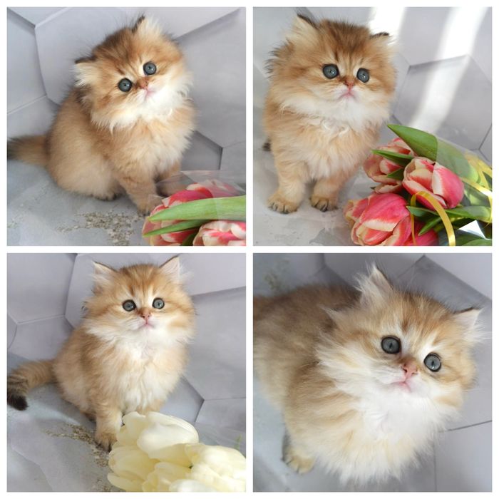 Британская золотая шиншилла котята / британська золота