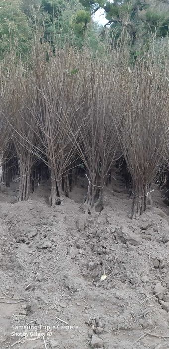 Wiśnia łutówka na antypce