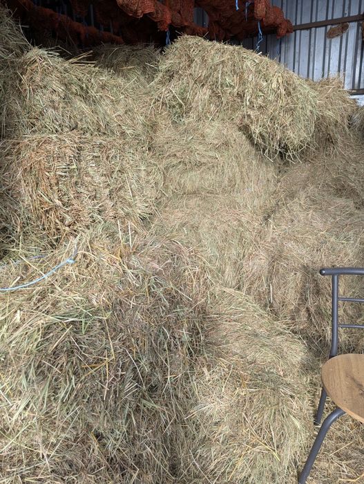 Сіно сіно сіно ..