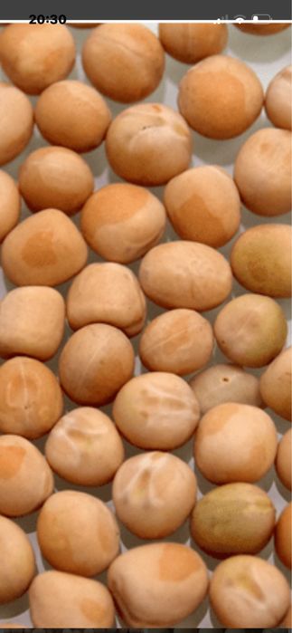 Горох посівний жовтий німецький сорт «Саламанка»