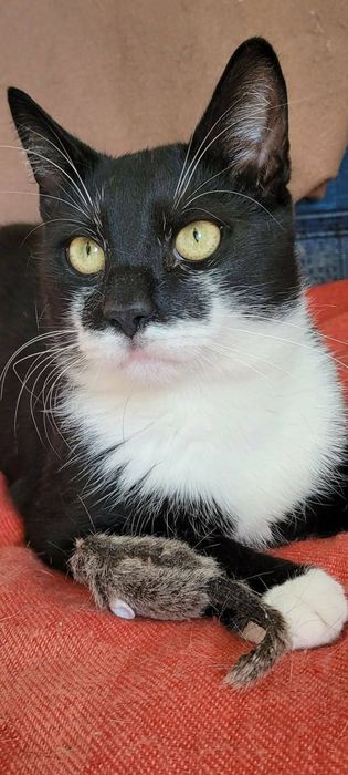 Pieknÿ kocur Feluś do adopcji!
