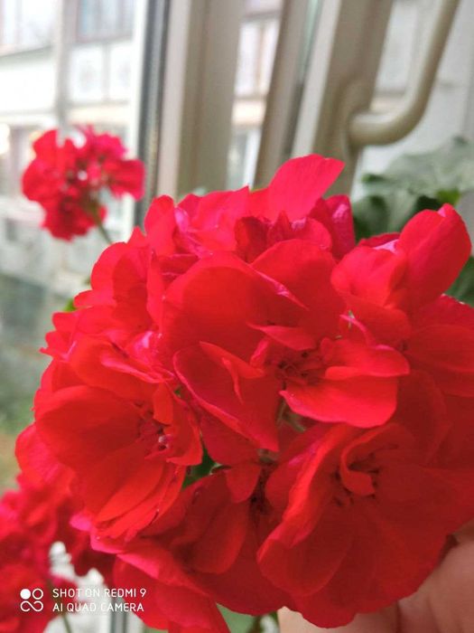 герань, пеларгония белая, красная, коралловая, розовая  лимонная