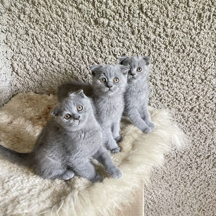 Шотландские вислоухие котята