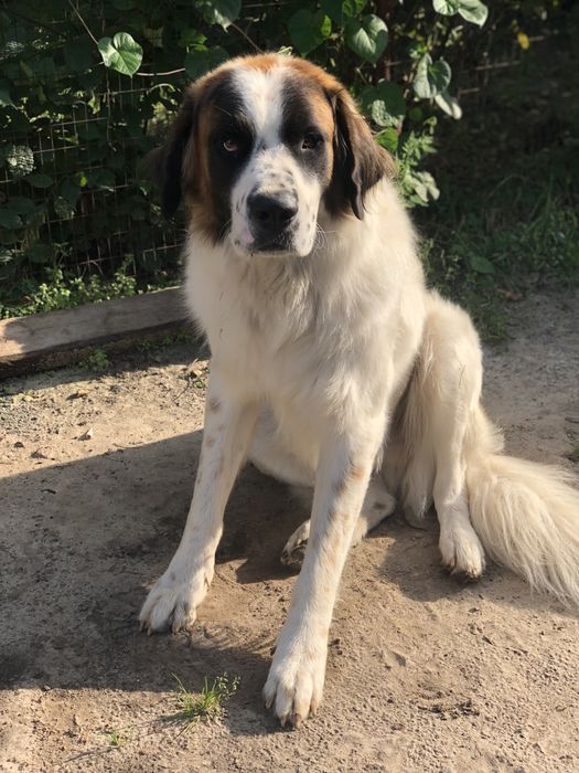 Московська охоронна,Кобель.!Московская сторожевая.