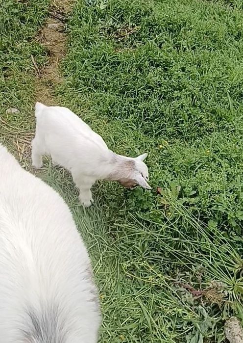 Cabritinho anão para venda