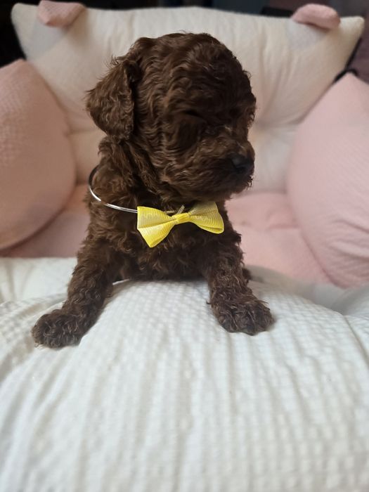 Pudel toy red brown chińskie pochodzenie  chłopiec