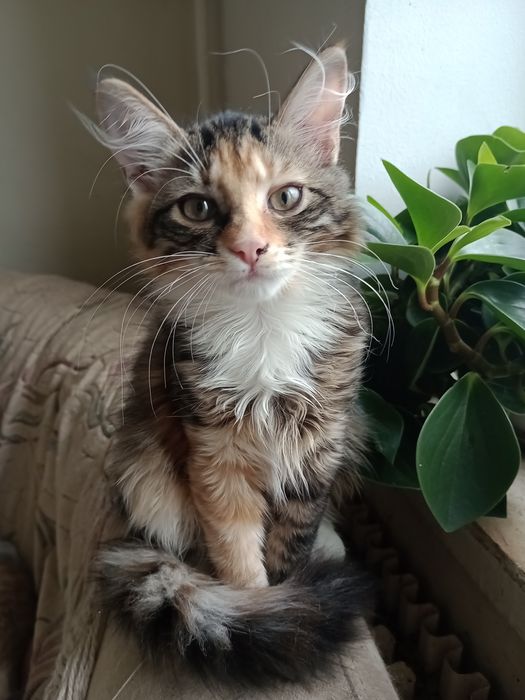 Кошенята домашні.