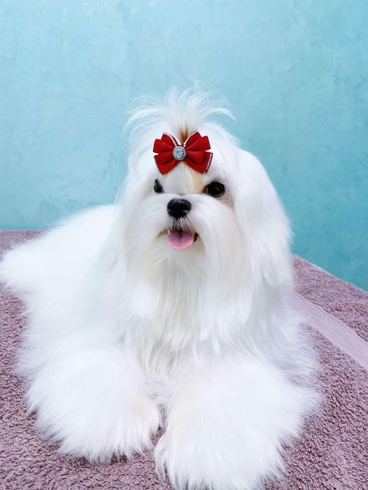 Файна дівчинка міні мальтезе