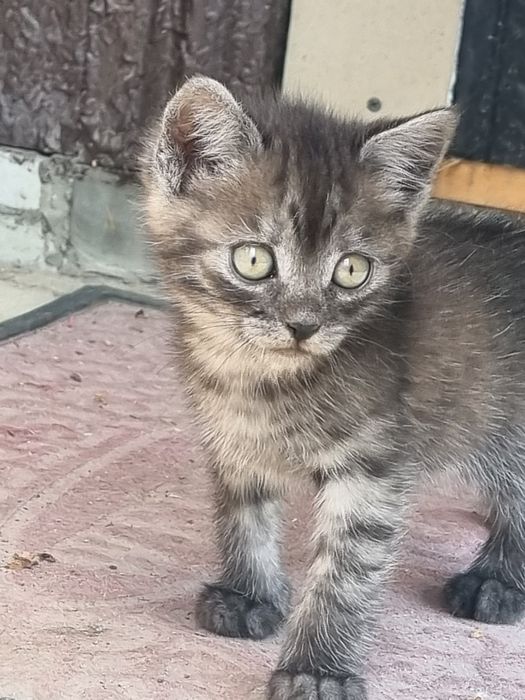 Віддам котиків в добрі руки