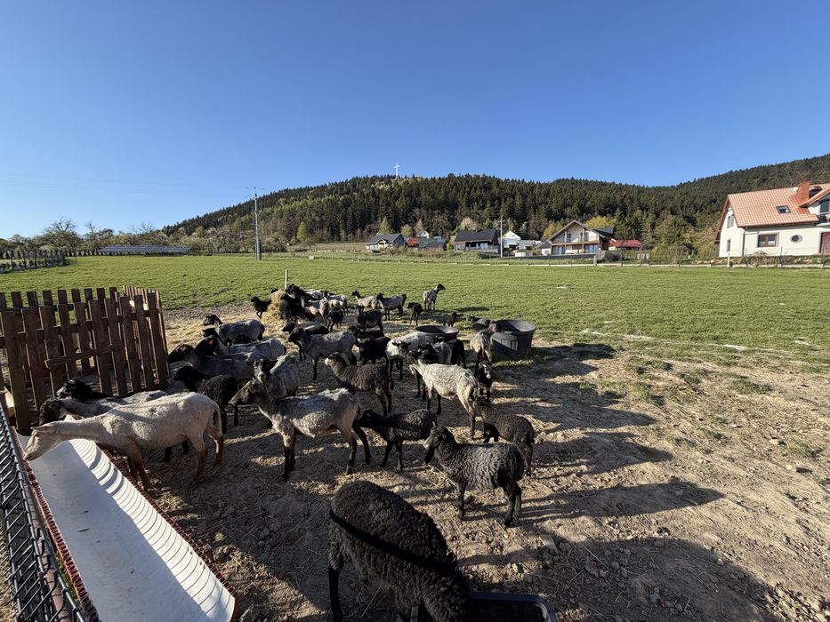 Sprzedam stado owiec rasa wrzosówka