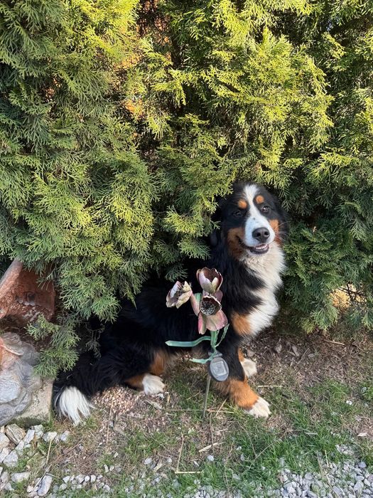 Piękny pies Berneński Pies Pasterski z rodowodem