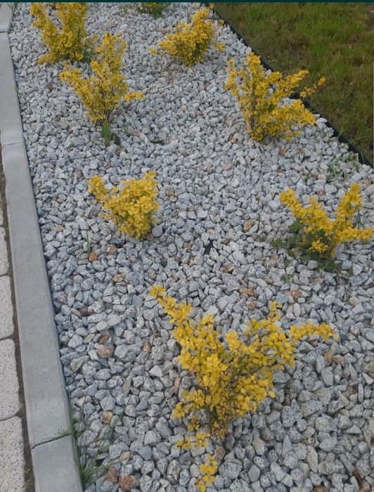 Grys granitowy dalmatyńczyk