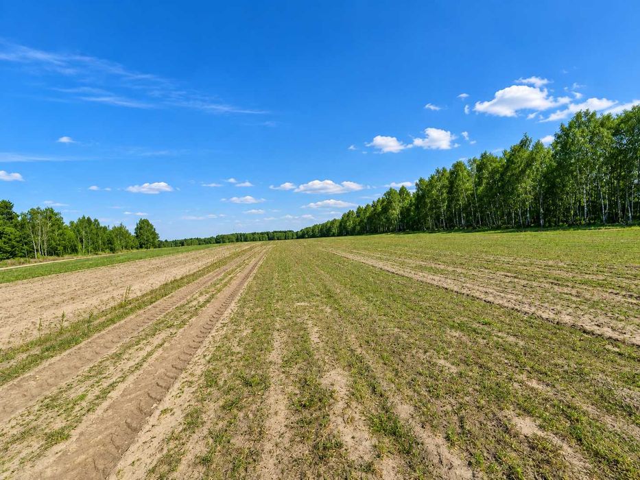 działki budowlane działka budowlana niedaleko Piotrków Trybunalski - Cekanów Rozprza warunki zabudowy - Widok 3