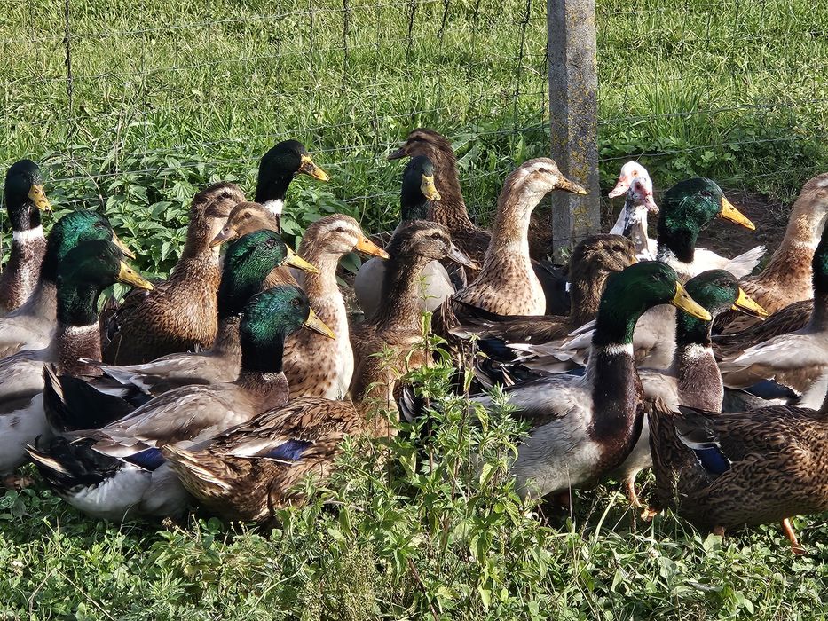 Kaczki Staropolskie, Kaczory i kaczki