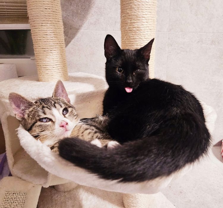 Choć niedowidzący Mambo miał pecha, to przynosi szczęście.