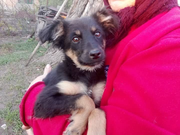 Дівчинка 2,5 місяців Синельникове