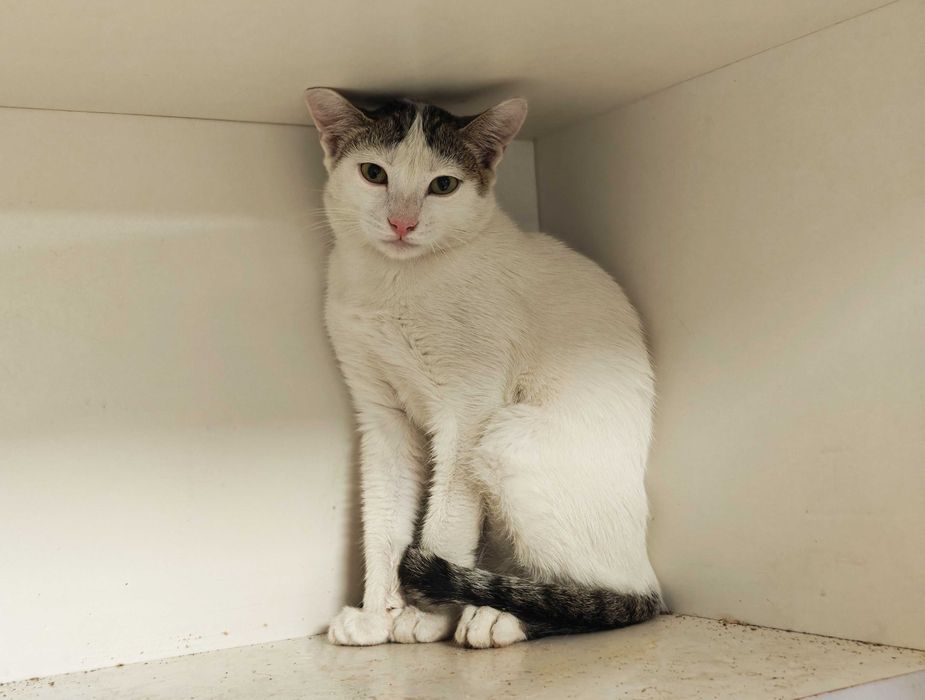 Ясік, 10 міс – лагідний муркотун шукає домівку! кіт кошеня кішка