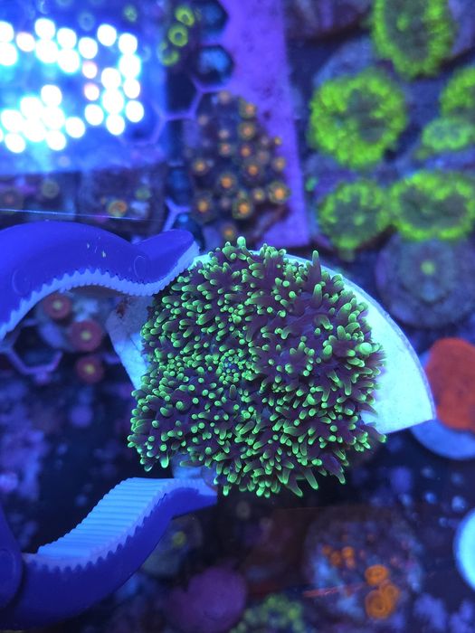 Ricordias, discossomas