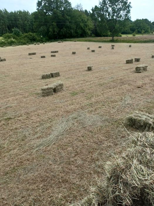 Siano Kostka w kostkach