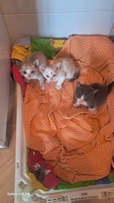 Doamos gatinhos bebés