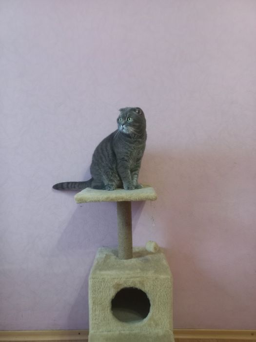 Продаю.Кошачій дом плюс когтедралку.