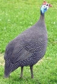 Fracas/ galinha de Angola de varias cores