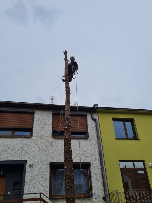 Arborysta, alpinistyczna wycinka i pielęgnacja drzew, zrębkowanie