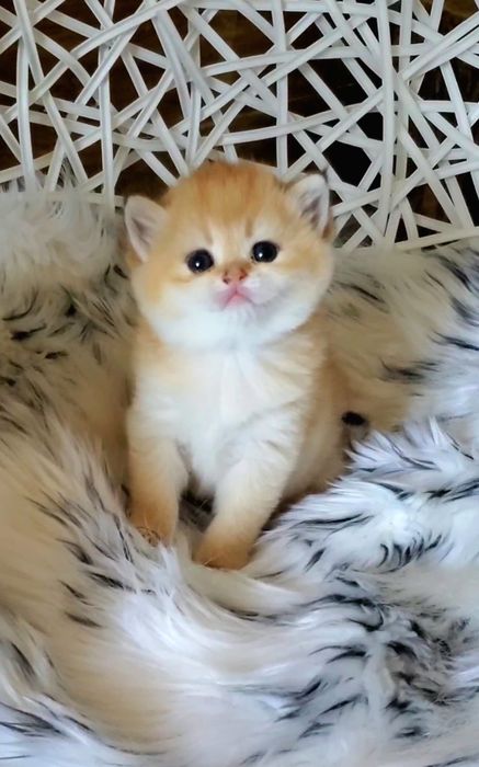 Очень милые ручные котята золотая шиншилла