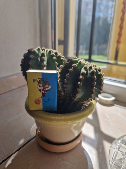 Продаю кактуси  недорого