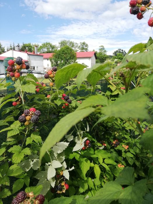 Malina czarna sadzonki