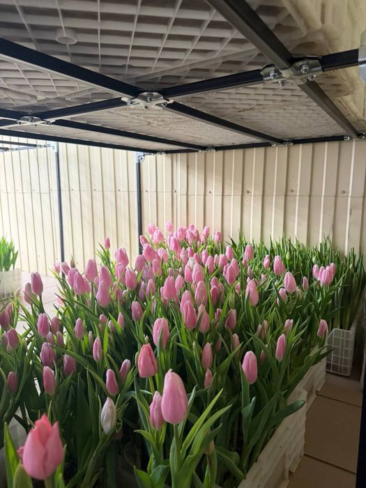 Тюльпани до 8 березня опт, український та голландський тюльпан