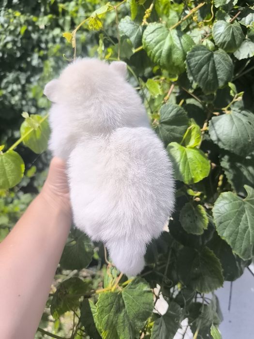 Spitz Mini. .Lulu da Pomerânia. Menino Mini .