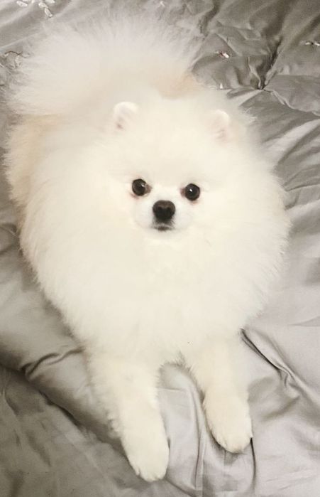 Вʼязка привабливого шпітца