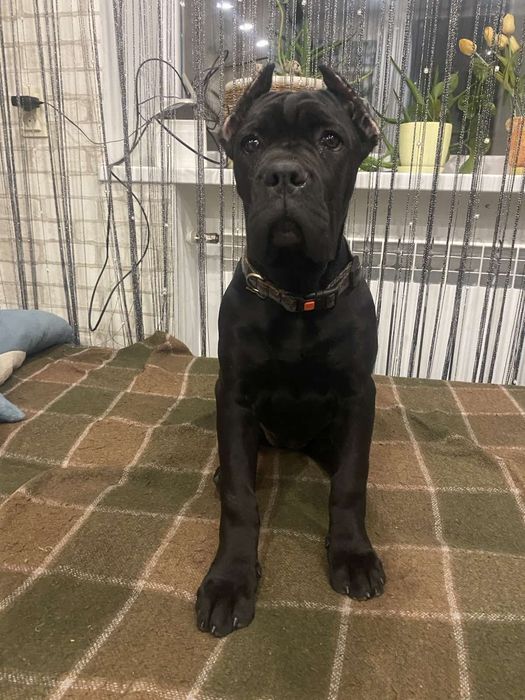 Пропонуємо дівчаток Кане Корсо