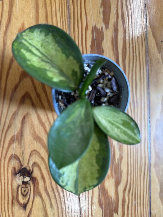 Hoya australis variegata