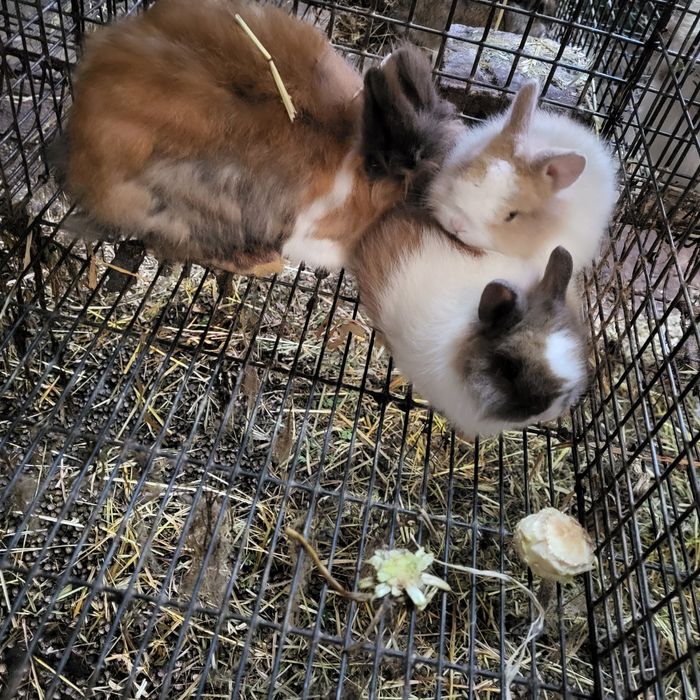 PROMOÇÃO ou rotura de stok